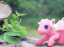 Pegasino at the Common