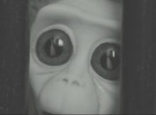 Still from Monkey Love Experiments short film