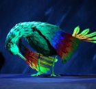 Edith Piaf - Bird